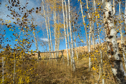 Fotografía Rustic fence surrounded by Aspen trees with yellow leaves in front of a blue sky