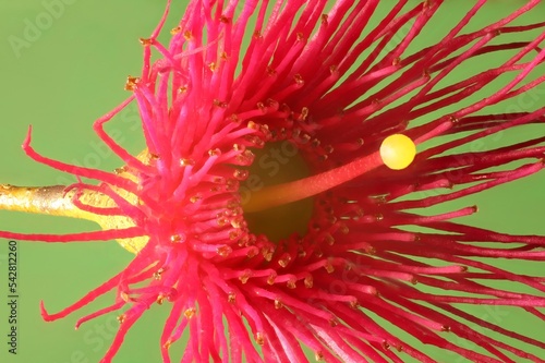 Isolated close-up of Eucalyptus leucoxylon (Euky Dwarf) flower photo