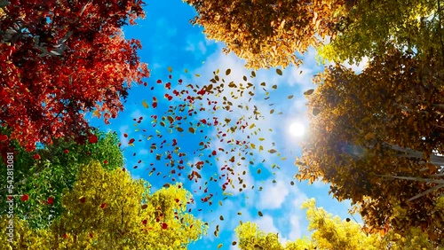 Colorful falling autumn leaves. View through the autumn foliage in the mountain forest. Golden tree leaves. Look up at the golden autumn leaves falling. Slow motion.