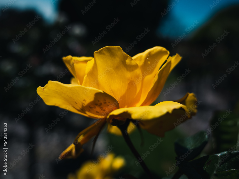 Fototapeta premium Yellow rose