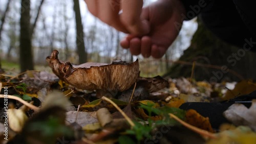 Picking up huge mushroom lepista nuda, also clitocybe nuda wood blewit mushroom in the autumn forest day. Mushroomer pick up mushroom in the forest. photo