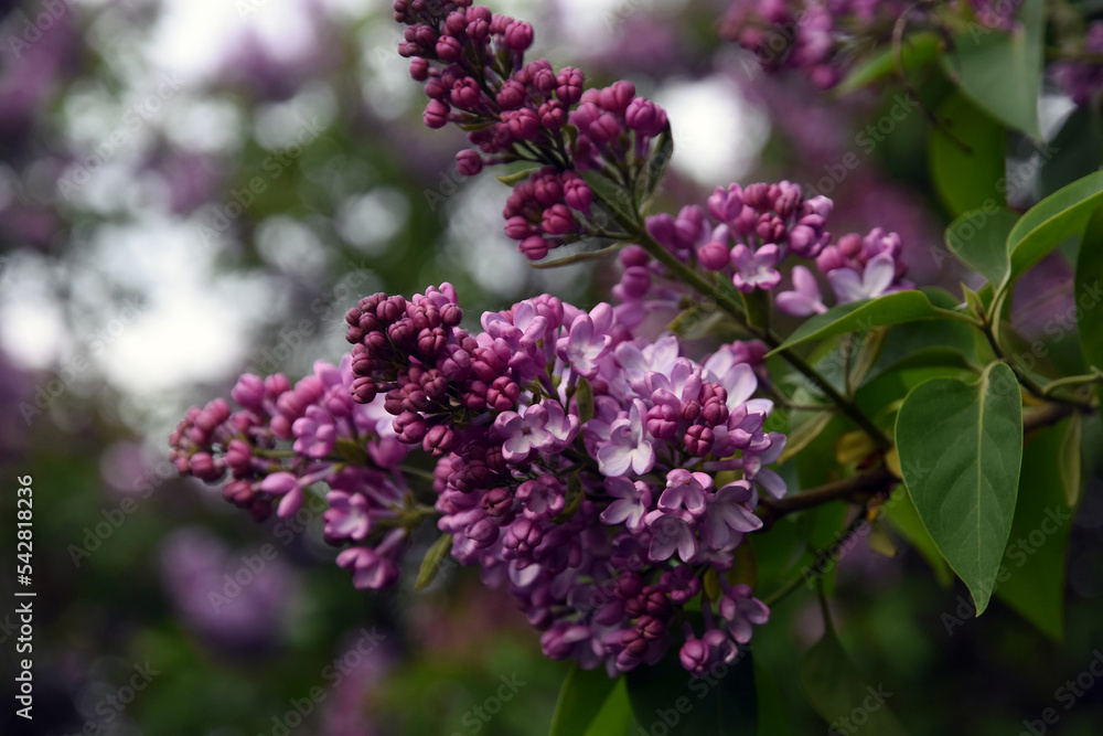 Lilac trees in lilac garden in Moscow.
