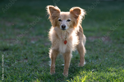 Small yellow dog standing on grass