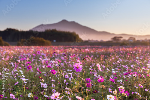 小貝川ふれあい公園から夜明けの筑波山とコスモス畑 © Umibozze