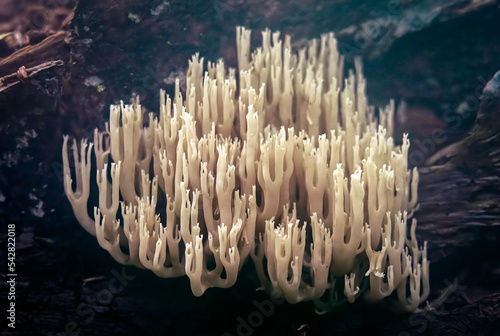 Ramaria Stricta Mushroom found in Seward, Alaska photo