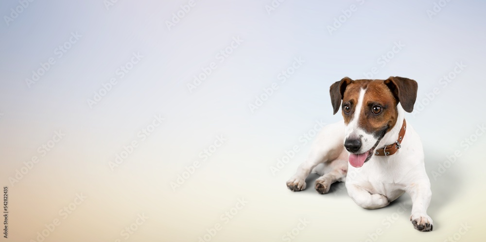 Cute domestic young dog, pets concept