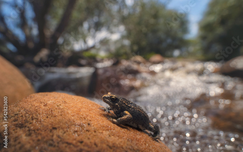 Close-up of a Bibron's toadlet (Pseudophryne bibronii) on a rock by a river, Australia photo