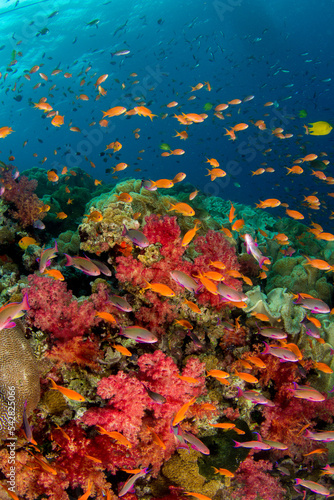 Coral reefs of Naigani in Fiji
