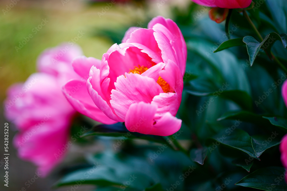 Fototapeta premium Pink blooming peony, outside shooting
