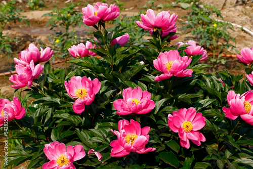 Pink blooming peony  outside shooting