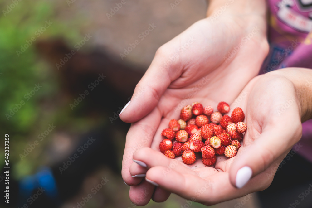 Process of harvesting raspberry and picking berries and wild strawberries in the forest of northern Sweden, Lapland, Norrbotten, near Norway border, hand full of wild strawberry Process of harvesting raspberry and picking berries and wild strawberries in the forest of northern Sweden, Lapland, Norrbotten, near Norway border, hand full of wild strawberry