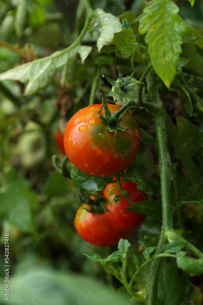 Closeup view of ripening tomatoes in garden