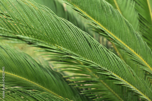 Closeup view of beautiful tropical palm leaves