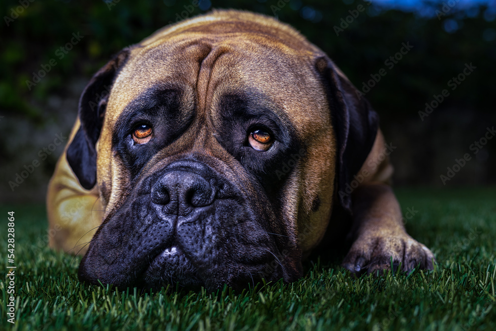 2022-10-28 CLOSE UP OF A FAWN COLORED BULLMASTIFF LYING ON GREEN GRASS WITH SAD EYES LOOKING UP