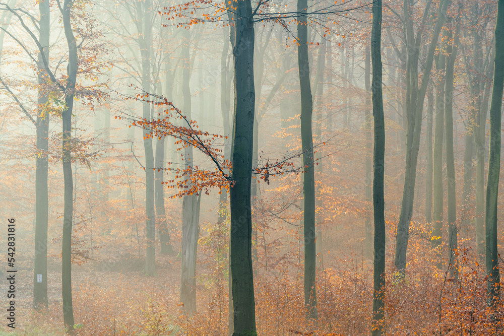 Obraz na płótnie drzewa bukowe we mgle, jesień w salonie