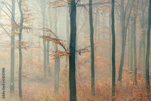 drzewa bukowe we mgle, jesień