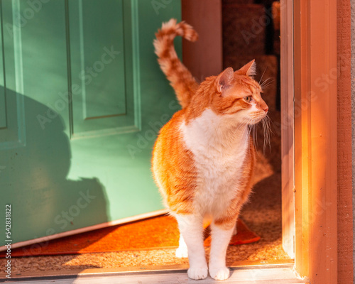Cat orange tabby in the door house