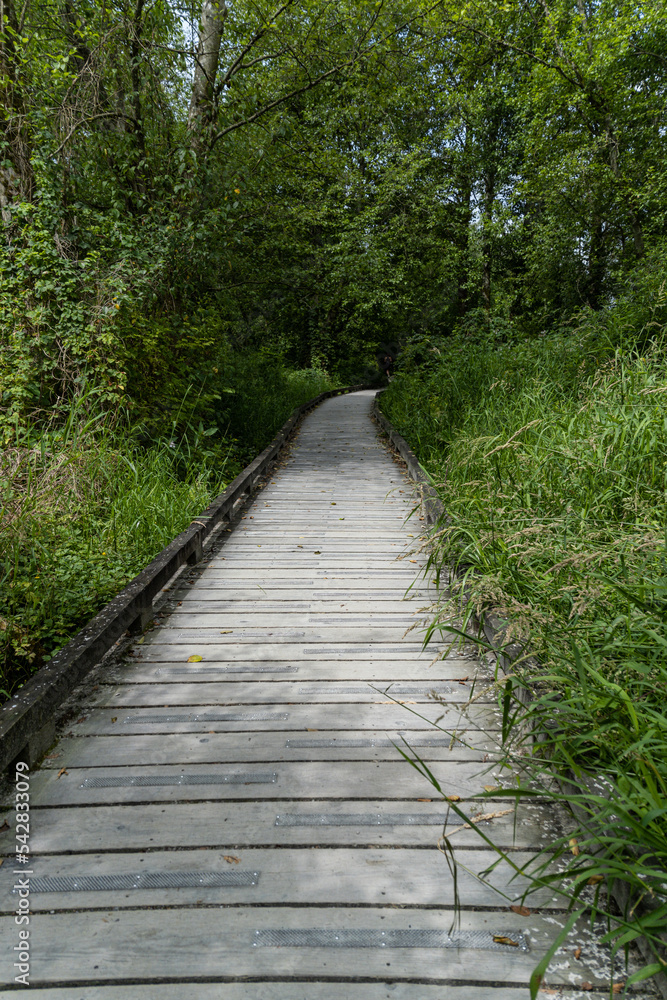 wood boards made walk path in the park with green foliage on both sides on a sunny day wood boards made walk path in the park with green foliage on both sides on a sunny day