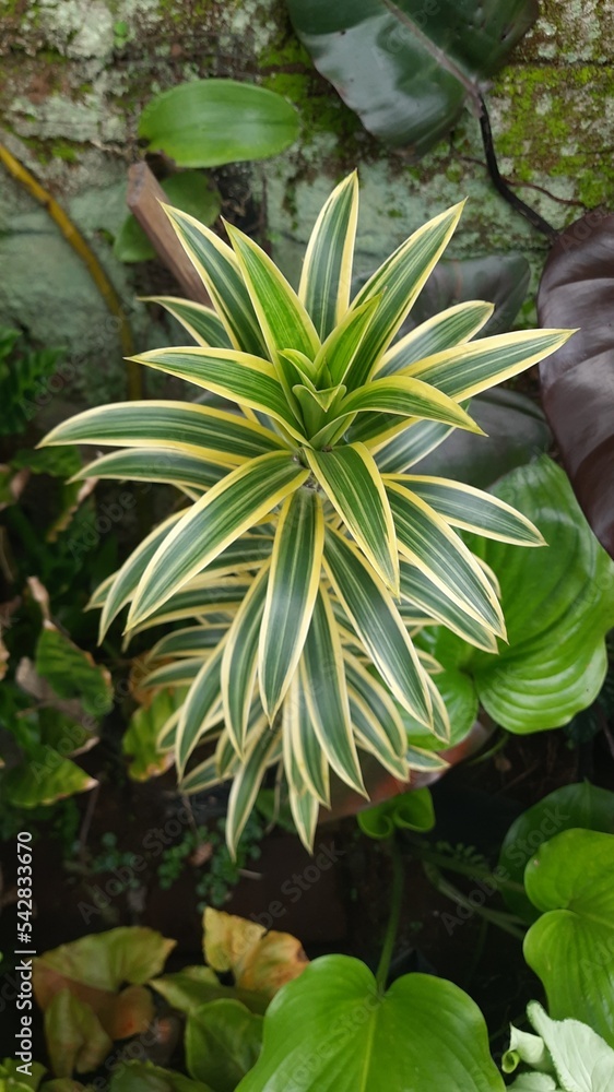 Fototapeta premium flower in the garden