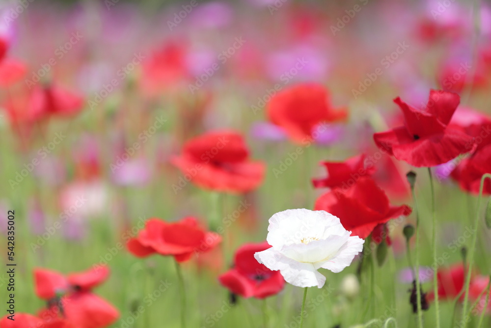 Obraz premium ポピー Poppy