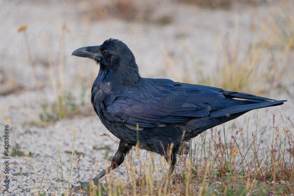 Obraz premium Common Raven Struts Across A Road 