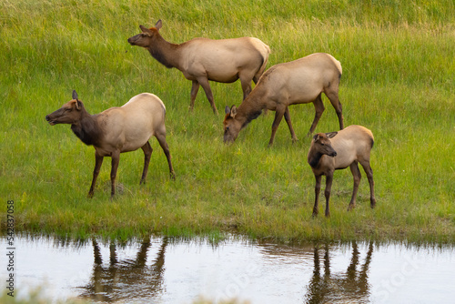 Herd of Cow Elk and Calves in River at Yellowstone National Park
