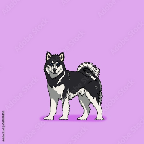 Cartoon inspired color pet portrait illustration hand drawn Alaskan Malamute dog with blue eyes fluffy curly tail standing with soft shadow solid purple background