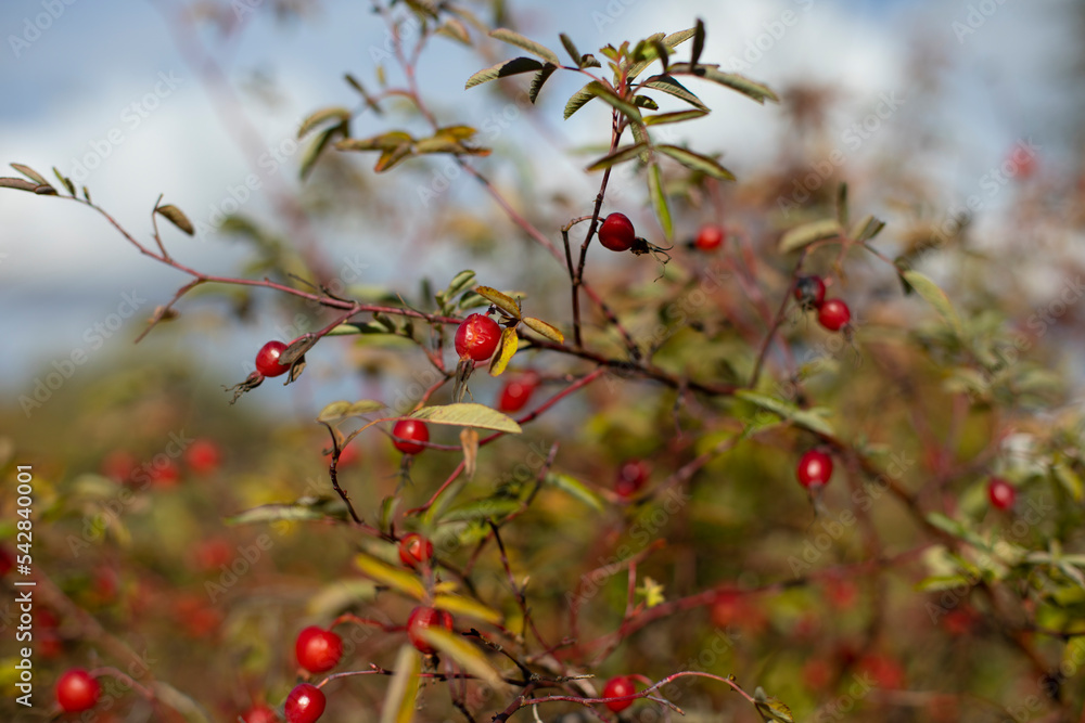 Red berries on bush. Autumn leaves. Colors of nature.