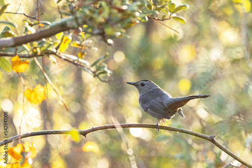 Grey catbird (Dumetella carolinensis) in Osprey, Florida photo