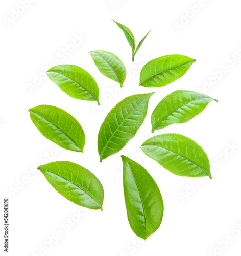 green tea leaves isolated on transparent png