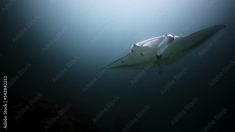 Manta ray on a coral reef cleaning station. Manta ray on a coral reef cleaning station.