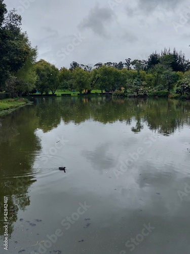 reflection of trees in the lake