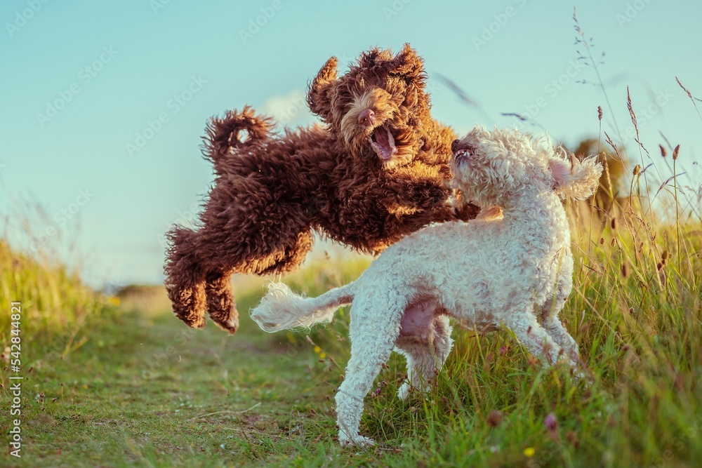 Bernedoodle and Cockapoo dogs playing together on a narrow trail in a ...