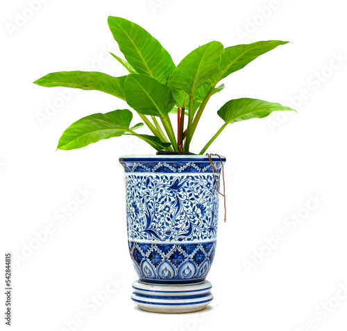 Green potted plant, trees in the 
Ceramic pot isolated on white background.