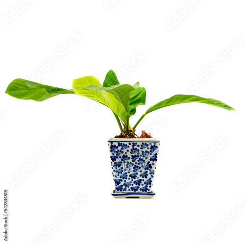 Green potted plant, trees in the 
Ceramic pot isolated on white background.