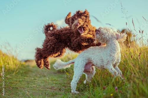 Bernedoodle and Cockapoo dogs playing together on a narrow trail in a meadow in sunlight photo