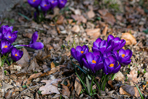 purple crocus flowers