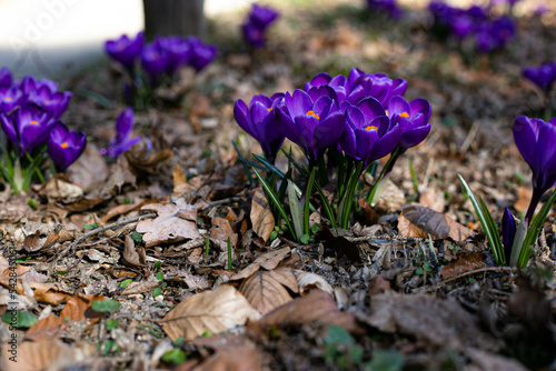 purple crocus