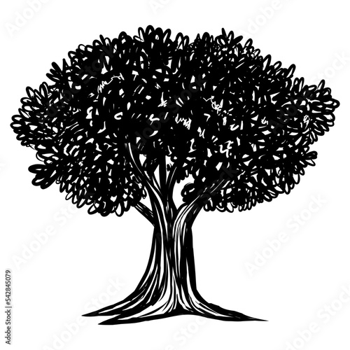 Apple Oak Tree Vintage Drawing Illustrations Vector