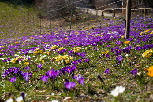 flowers in the field