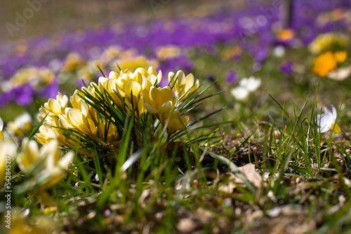 spring crocus flowers crocus