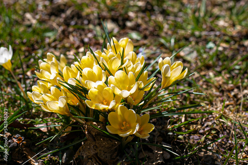 yellow flowers in the garden