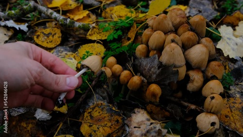 Hand picking up mushroom Coprinellus micaceus. Group of mushrooms on woods in nature in autumn forest. photo