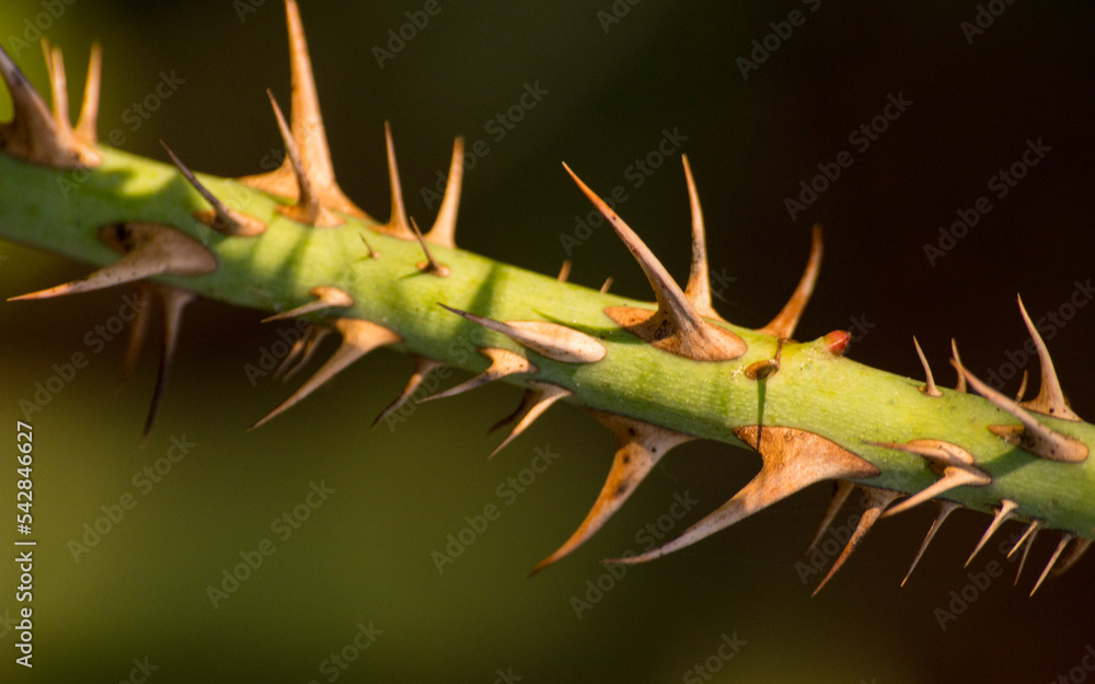Naklejka premium macro de espinas de zarza 