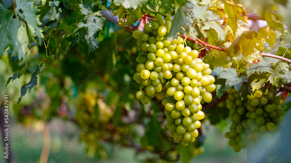 Bunch of white grapes hanging with green leaves on the vine in vineyard Bunch of white grapes hanging with green leaves on the vine in vineyard