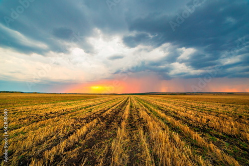 sloping sunflower field against the backdrop of evening sunset