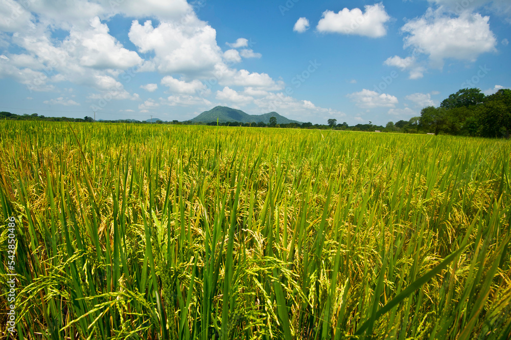 Beautiful Rice Field and Cloudy Blue Sky Beautiful Rice Field and Cloudy Blue Sky