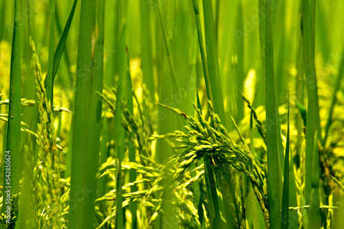 Rice Field Green agriculture ecosystem Asian rice paddy field Sri lankan green farm. Harvest agriculture planting cultivation golden green rice terraces in organic farm with tropical natural sunrise. photo