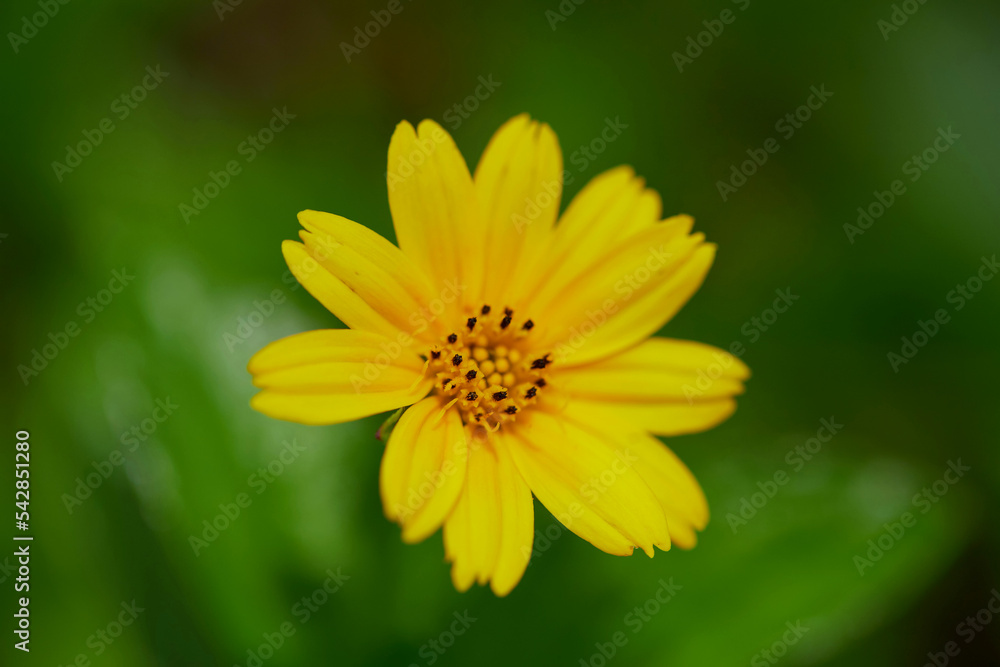 Close-up view of singapore daisy flower blooming in the forest Close-up view of singapore daisy flower blooming in the forest