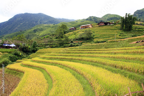 Terraced rice field in Sapa  Vietnam. The terraced rice paddy-fields in Sapa are the most beautiful ones in Vietnam